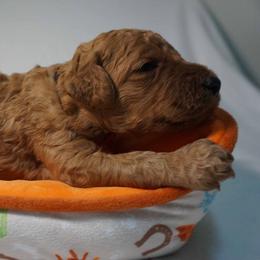 Boy 3 - Red  male Poodle puppy in Mc Henry, Illinois from Sunset Maple Poodles
