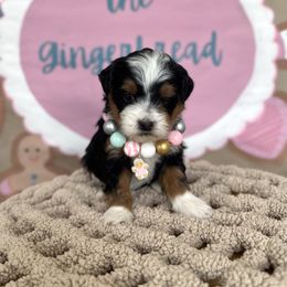 Doughna - Tri-color female Bernedoodle puppy in Bountiful, Utah from EasyBreezyDoodles