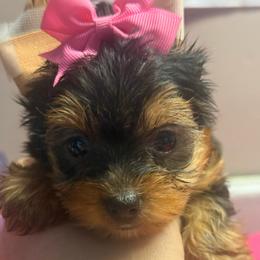 Breezy - Black and tan female Morkie puppy in Florence, Kentucky from 4paws4ever by Design