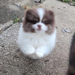 Boy 1 - Chocolate parti male Pomeranian puppy in Syracuse, New York from Precious Fancy Feet Pomeranians