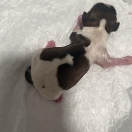 Jeff - Silver and white male Shih Tzu puppy in Double Springs, Alabama from Little Friends Kennel