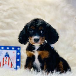 Cavalier King Charles Spaniel and Cavapoo Puppies from Northern’s Cute Cuddly Cava Poos and Cavaliers