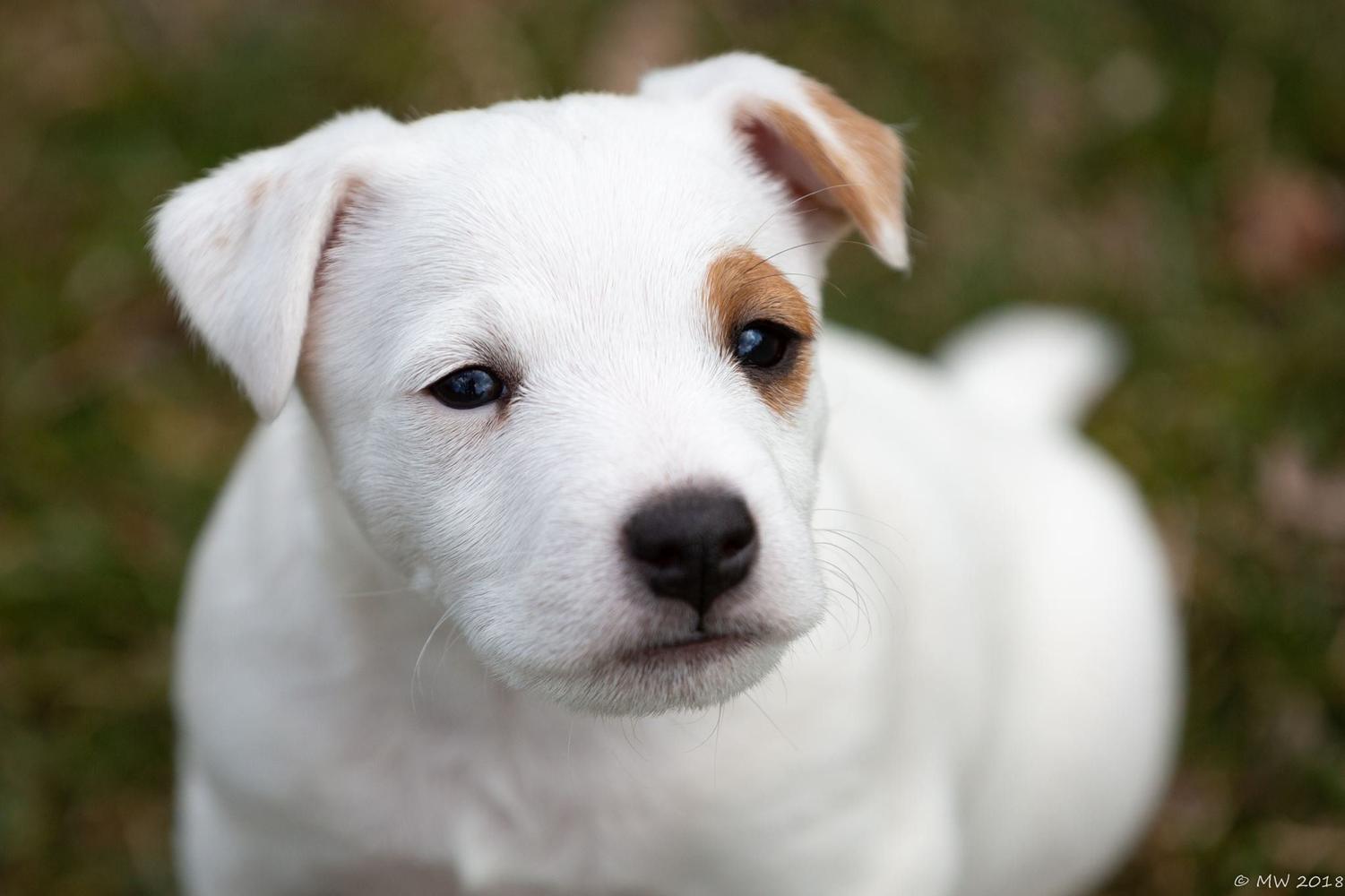 Jack Russell Terrier Puppy 