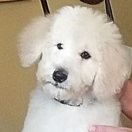 Poodle Puppies from Standard Hearts