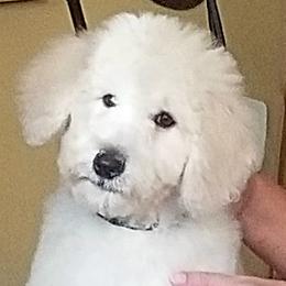 Poodle Puppies from Standard Hearts