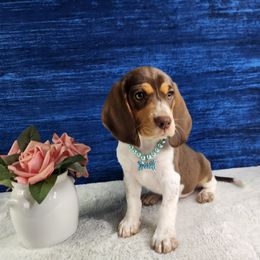Calliope - Brown white and tan female Beagle puppy in Pottersville, Missouri from Lovan's Spring Creek Kennel