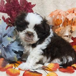 Little Chocolate Boy - Liver and white male Shih Tzu puppy in Vinita, Oklahoma from Locust Creek Shih Tzu & Havanese