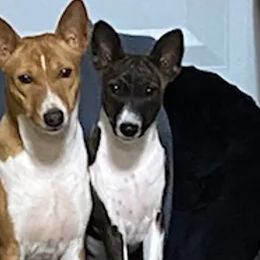 Basenjis from My African Gems