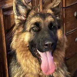 Xina - German Shepherd