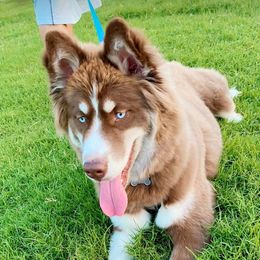 Siberian Husky All Grown Up from Joel's Husky Kennels