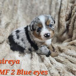 Tsireya - Blue merle female Miniature Australian Shepherd puppy in Orrtanna, Pennsylvania from Mountain Top Shepherd's