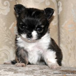 Chihuahua Puppies from Happy Little Chihuahuas