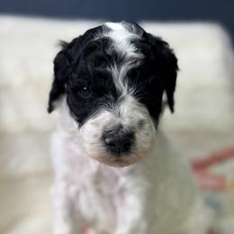 Sham AKA Shamrock - Parti male Goldendoodle puppy in Cleveland, Georgia from The O.G. Doodles