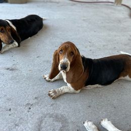 Bailey - Basset Hound