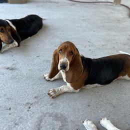 Bailey - Basset Hound