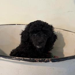 Laney - Silver female Poodle puppy in Florence County, South Carolina from Modern Family Standards
