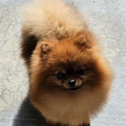 Trix - Pomeranian