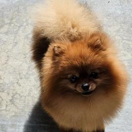 Trix - Pomeranian