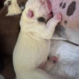 Boy 1 - Red and white male Bulldog puppy in Fayettville Ar, Arkansas from Ozark Bulldogs and doodles
