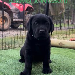 Boy 1 - Black male Labrador Retriever puppy in Wilson’s, Virginia from Cedar Hill Farm Labradors