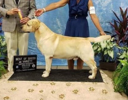 Sy - Labrador Retriever