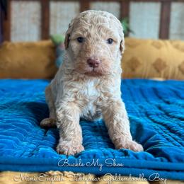Buckle My Shoe - Apricot male Goldendoodle puppy in Grove, Oklahoma from Guinn Family Farms