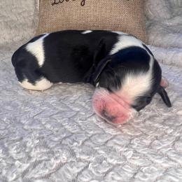 Mango - White and black female English Springer Spaniel puppy in Swainsboro, Georgia from Sweet Georgia Springers