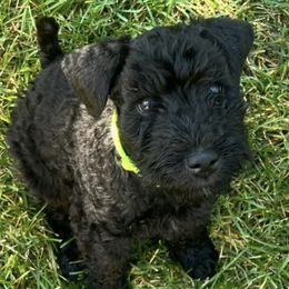 Kerry Blue Terriers from Costerra Kerry Blue Terriers