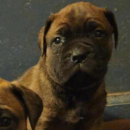 Yellow girl - Red female Bullmastiff puppy in South Attleboro, Massachusetts from Bessettes Bullies