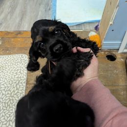 Cocker Spaniel Puppies from Midnight Cockers