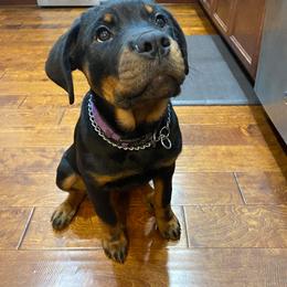Rottweiler Puppies from Vom Arnold-Hause Rottweilers