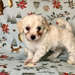 Coton de Tulear Puppies from Cooks’ Cotonpoos
