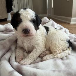 Mouse - Black and white male Bernedoodle puppy in Fishers, Indiana from Fishers Bernedoodles