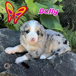 Dolly - Blue merle female Bernedoodle puppy in Banner Elk, North Carolina from Walnut Tree Bernedoodles