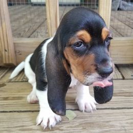 Basset Hounds from Snellgrove Farms