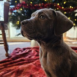Artemis - Cane Corso puppy in Roachdale, Indiana from Cast Iron Kennels