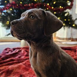 Artemis - Cane Corso puppy in Roachdale, Indiana from Cast Iron Kennels