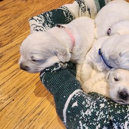 Golden Retriever Puppies from Golden West English Creams