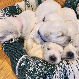 Golden Retriever Puppies from Golden West English Creams