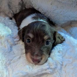 Xylo 2000 - Piebald male Dachshund puppy in Sonora, Kentucky from Maple Hill Miniature Dachshunds