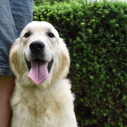 Ivy - Golden Retriever