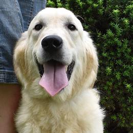 Ivy - Golden Retriever