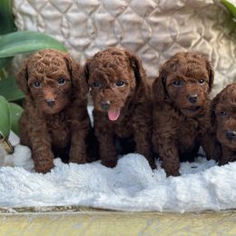 Poodle Puppies from Our Poodiful Life