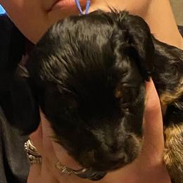 NICKI AKC REGISTERED MALE - Black and tan male Dachshund puppy in Elizabethtown, Kentucky from Teeny Tiny Puppy Tails