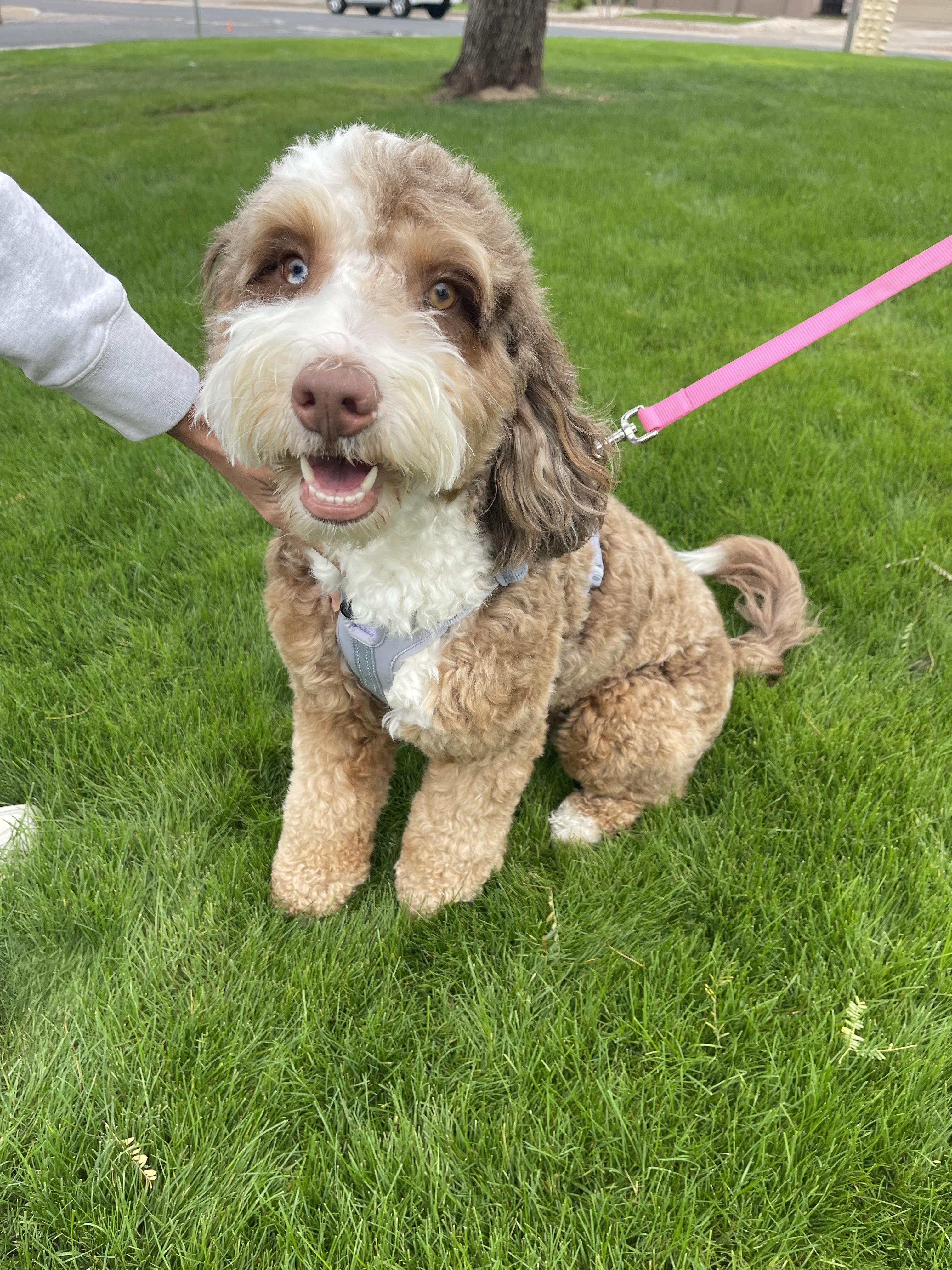 Bentley