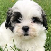 Cavapoos and Shichons from Painter Puppies