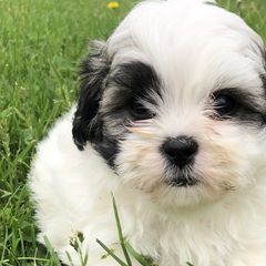 Cavapoos and Shichons from Painter Puppies