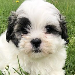 Cavapoos and Shichons from Painter Puppies