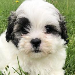 Cavapoos and Shichons from Painter Puppies