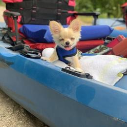 Chihuahua All Grown Up from Home Grown Chihuahuas From Iowa